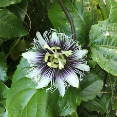 Passiflora edulis flavicarpa
