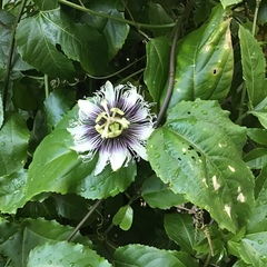 Passiflora edulis flavicarpa