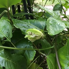 Passiflora edulis flavicarpa