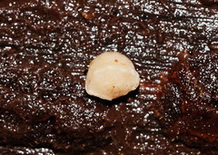 Gloeoporus phlebophorus