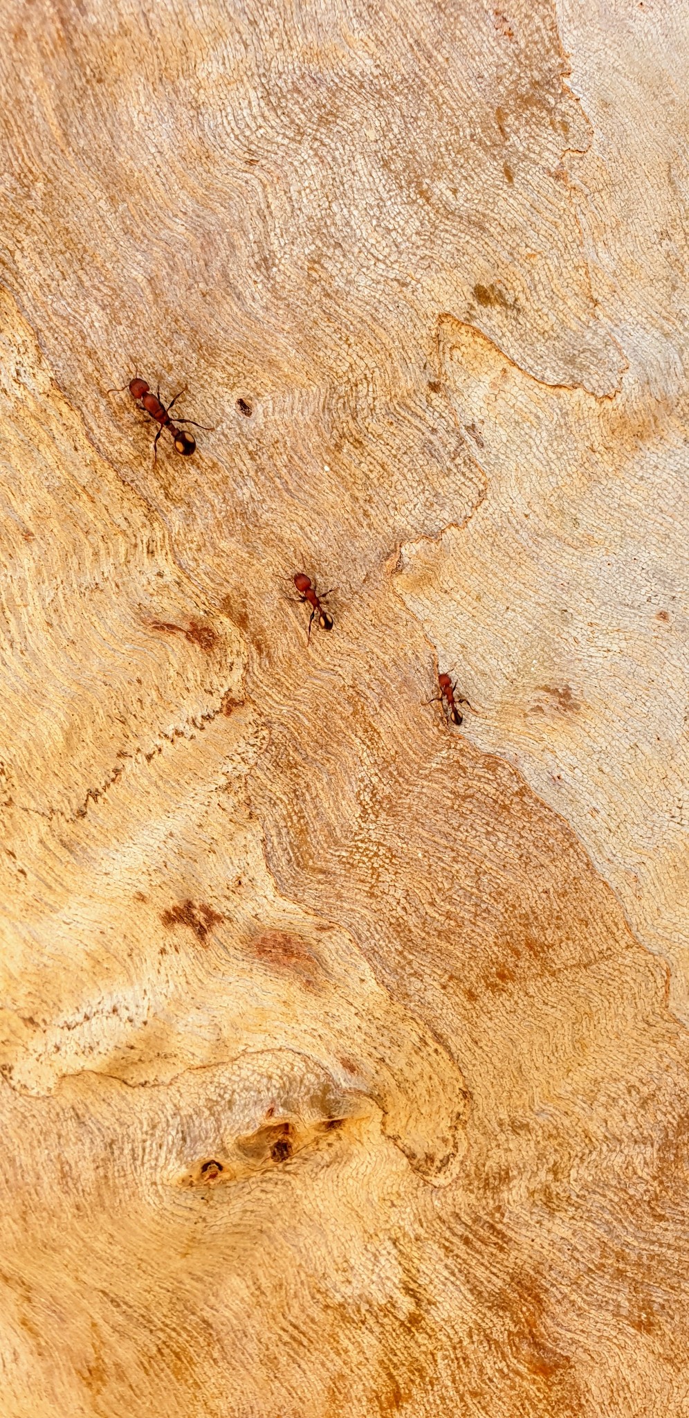 Podomyrma adelaidae