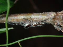 Sandalodes bipenicillatus