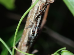 Sandalodes bipenicillatus