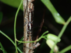 Sandalodes bipenicillatus
