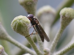 Platycheirus albimanus