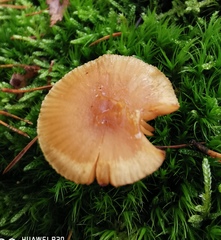 Cortinarius obtusus