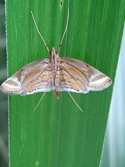 Eoophyla gibbosalis
