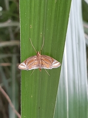 Eoophyla gibbosalis
