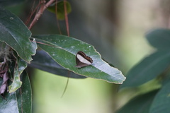Oressinoma typhla typhla
