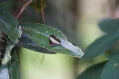 Oressinoma typhla typhla