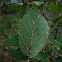 Betula utilis