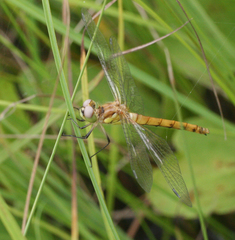 Sympetrum cordulegaster
