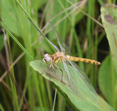 Sympetrum cordulegaster