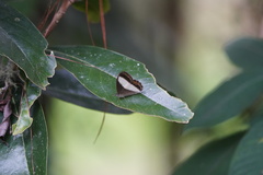 Oressinoma typhla typhla