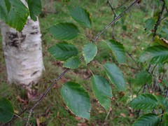 Betula utilis