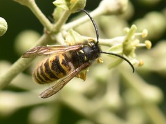 Dolichovespula saxonica