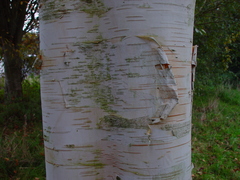 Betula utilis