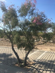 Tamarix chinensis