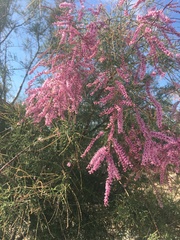 Tamarix chinensis