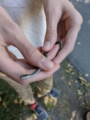 Thamnophis ordinoides