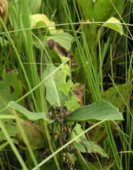 Actinostemma tenerum