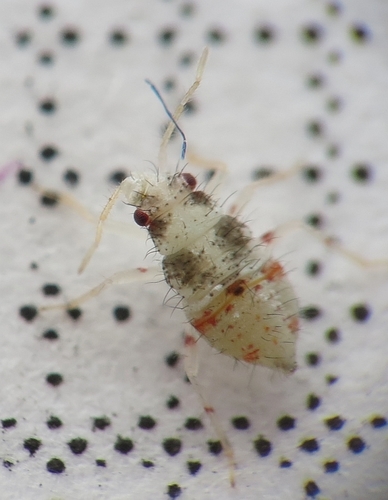 Trumpoji Žolblakė nuotrauka