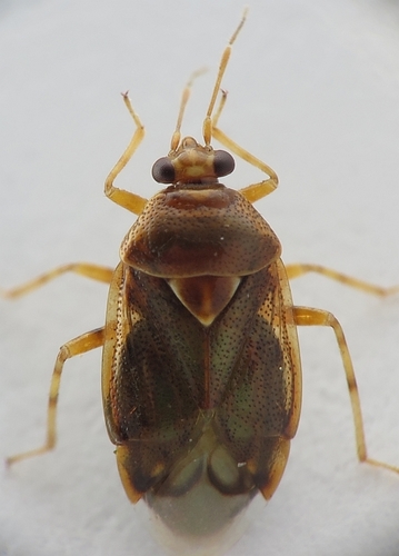 Trumpoji Žolblakė nuotrauka