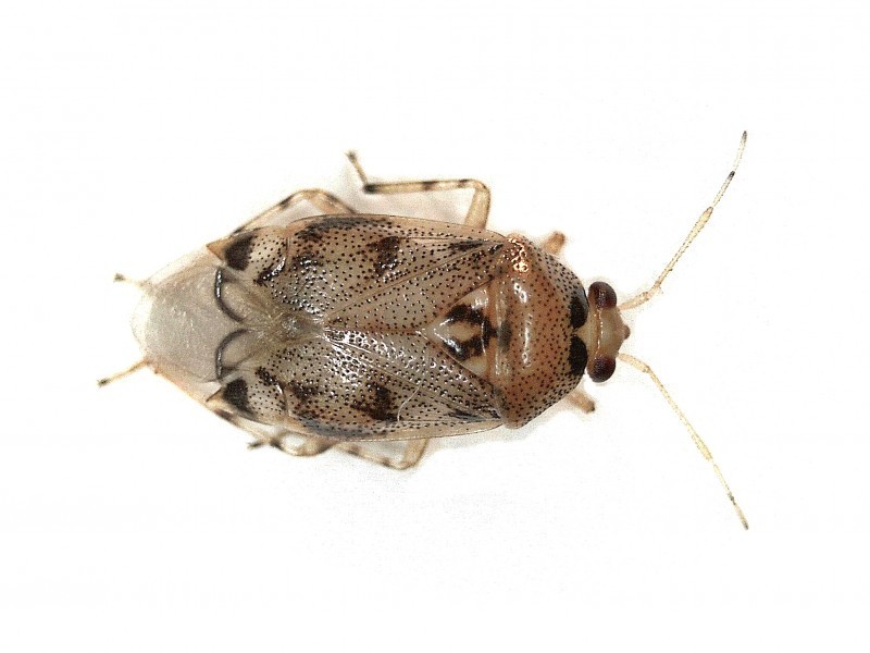 Deraeocoris lutescens