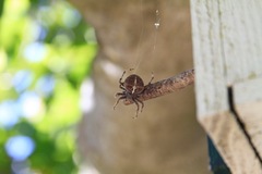 Araneus diadematus