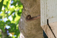 Araneus diadematus