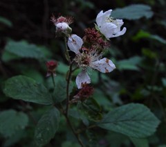 Rubus moylei