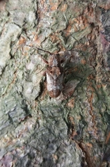 Pterolophia annulata