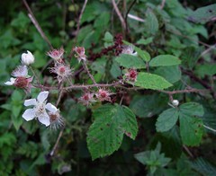 Rubus moylei
