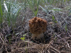Morchella steppicola