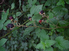 Rubus moylei