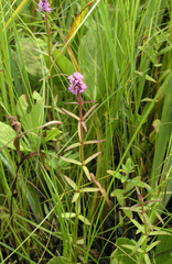 Pogostemon yatabeanus