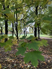 Acer platanoides