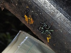 Thiania bhamoensis