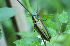 Chrysochroa fulgidissima