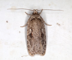 Agonopterix ocellana