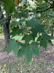 Acer platanoides
