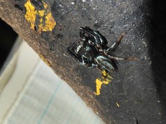 Thiania bhamoensis