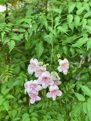 Podranea