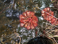 Drosera burkeana
