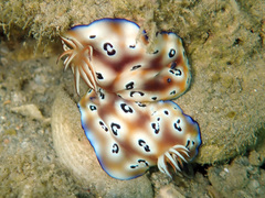 Goniobranchus leopardus