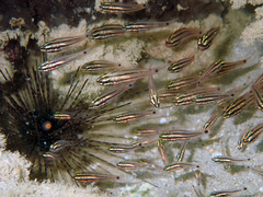 Ostorhinchus limenus