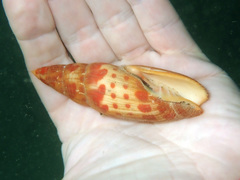 Mitra mitra