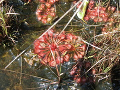 Drosera burkeana