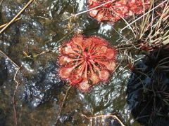 Drosera burkeana