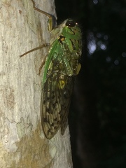 Dyticopycna semiclara